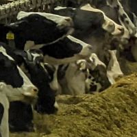 Northern Lakes Veterinary Supply ico