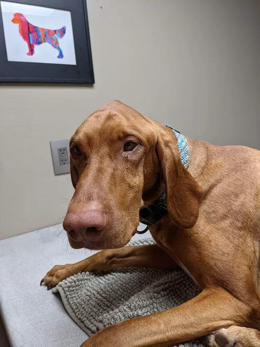 County Center Animal Hospital 7