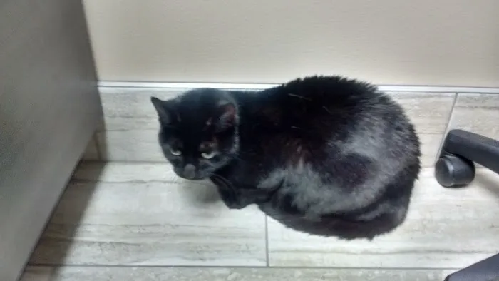 County Center Animal Hospital 1