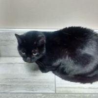 County Center Animal Hospital ico