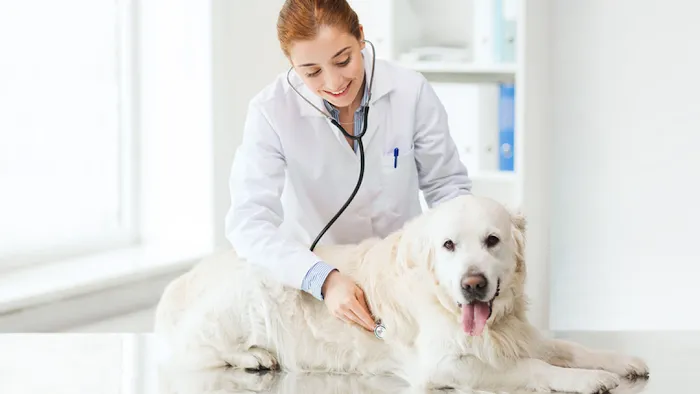 County Center Animal Hospital 10