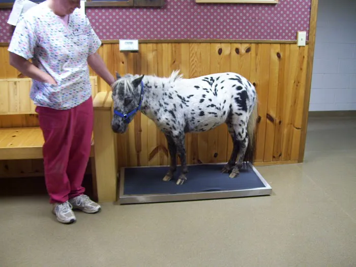 Athens Veterinary Service 1
