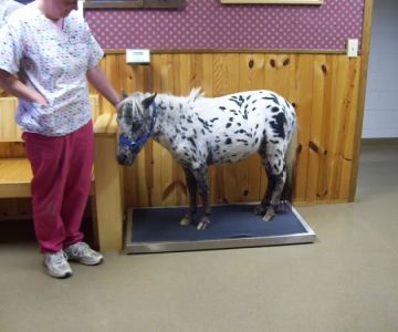 Athens Veterinary Service