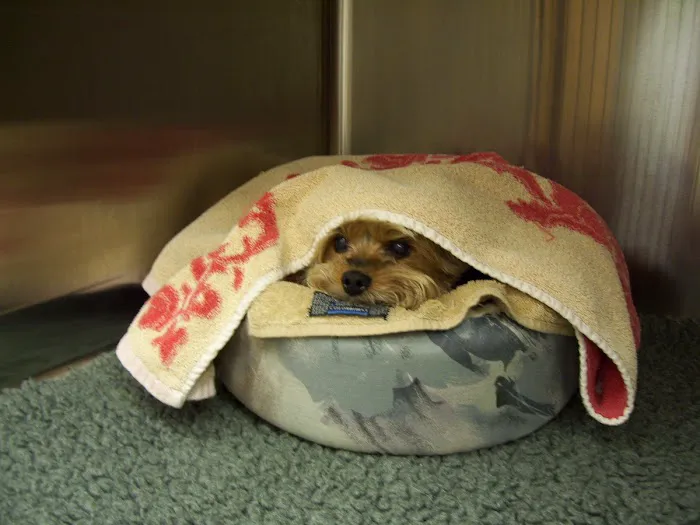 Athens Veterinary Service 2