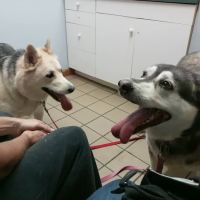 Mosinee Veterinary Clinic ico