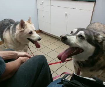 Mosinee Veterinary Clinic