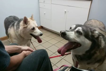 Mosinee Veterinary Clinic