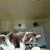 Dairyland Animal Clinic SC ico