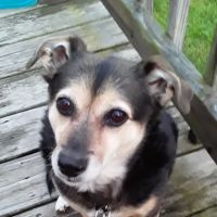 Walnut Hills Vet Clinic ico