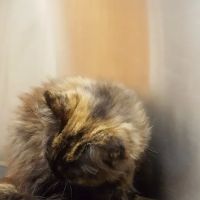 Animals Unlimited Vet Hospital ico