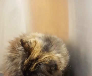 Animals Unlimited Vet Hospital