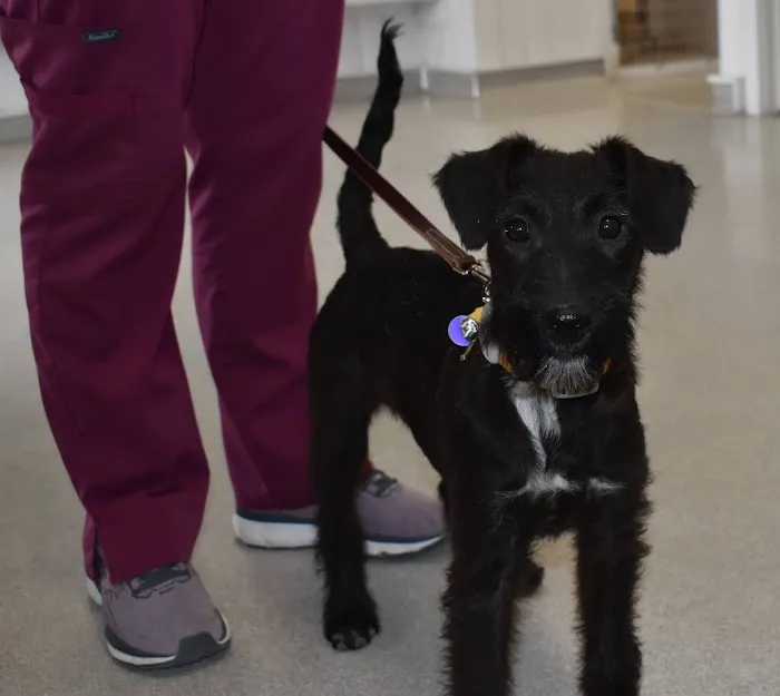 New Pittsburg Small Animal Clinic 12