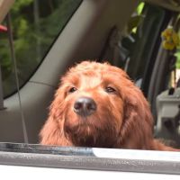 Mairs' Veterinary Hospital ico