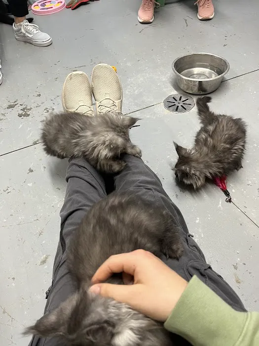 Windy Hill Pets, Kathy's Kattery 1