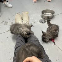Windy Hill Pets, Kathy's Kattery ico