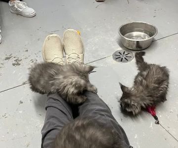 Windy Hill Pets, Kathy's Kattery