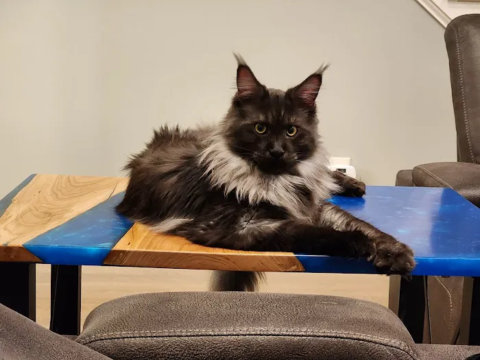 Windy Hill Pets, Kathy's Kattery 4