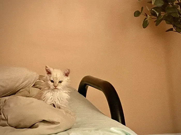 Windy Hill Pets, Kathy's Kattery 3