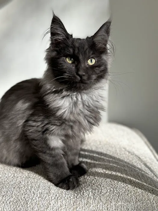 Windy Hill Pets, Kathy's Kattery 9