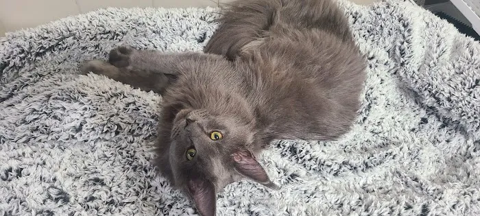 Windy Hill Pets, Kathy's Kattery 8