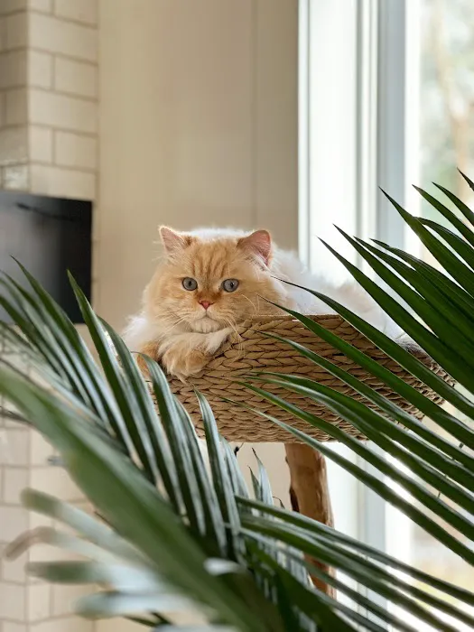 Windy Hill Pets, Kathy's Kattery 6