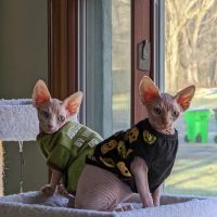 Wooster Animal Clinic ico