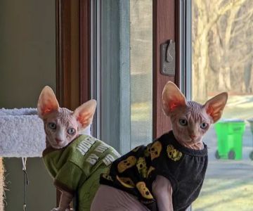 Wooster Animal Clinic