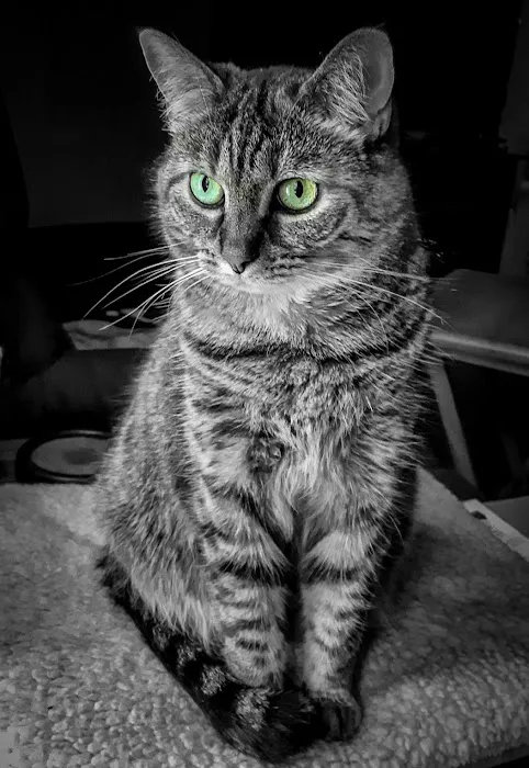 Ashland Veterinary Clinic 7