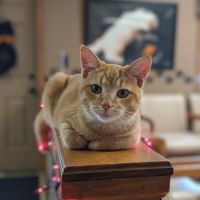 Ashland Veterinary Clinic ico