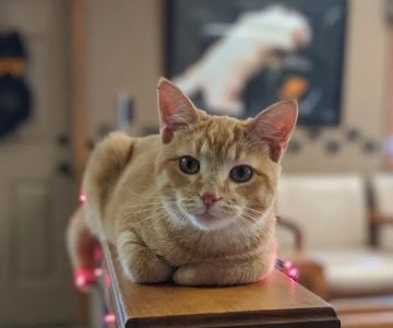 Ashland Veterinary Clinic