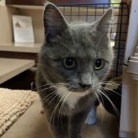 Cleveland Road Animal Hospital, Inc ico