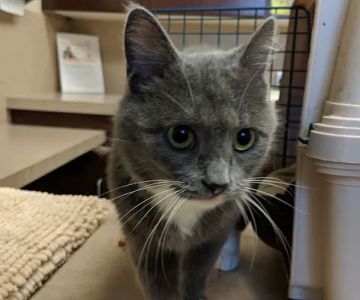 Cleveland Road Animal Hospital, Inc