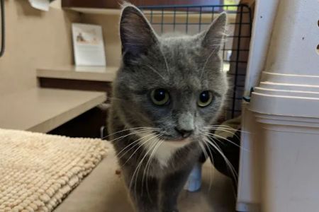 Cleveland Road Animal Hospital, Inc