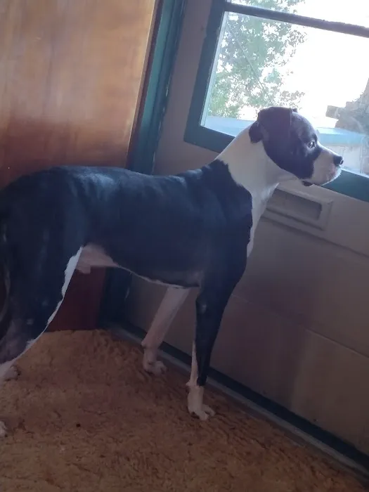 Ark Veterinary Hospital: Scrafford Kristen DVM 12
