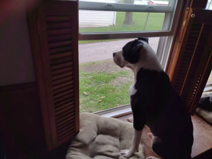 Ark Veterinary Hospital: Scrafford Kristen DVM 12