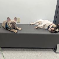 Ark Veterinary Hospital: Scrafford Kristen DVM ico