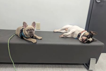 Ark Veterinary Hospital: Scrafford Kristen DVM