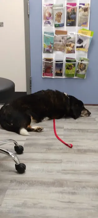 Dr Abby’s Veterinary Clinic 2