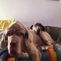Dr Abby’s Veterinary Clinic ico
