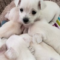 Dr Mundahl Veterinary Clinic ico