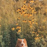 Cadott Animal Clinic ico
