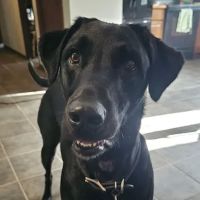 Domestic Animal Wellness Center and Wildlife Rescue ico