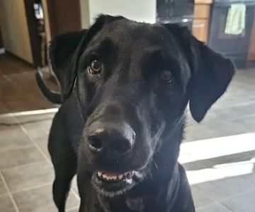 Domestic Animal Wellness Center and Wildlife Rescue