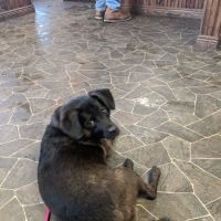 Webster Veterinary Clinic ico