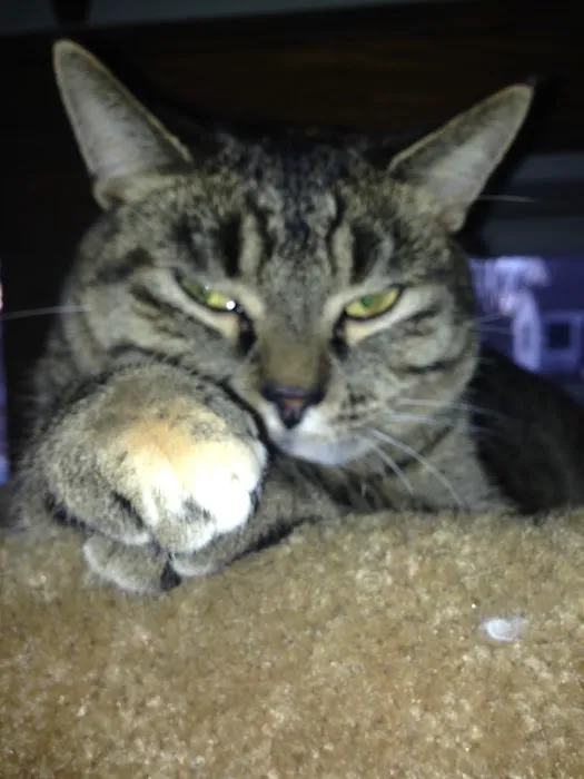 Webster Veterinary Clinic 10