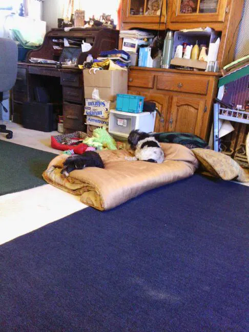 Webster Veterinary Clinic 4