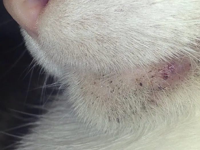Webster Veterinary Clinic 8