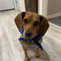 Watkins Veterinary Clinic ico