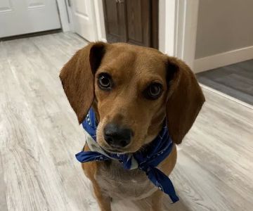 Watkins Veterinary Clinic