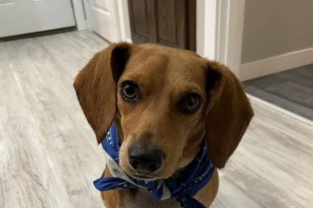 Watkins Veterinary Clinic